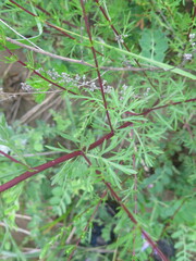 Artemisia manshurica