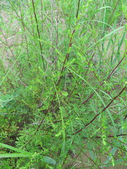 Artemisia manshurica