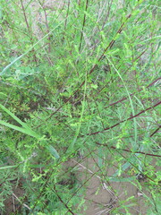 Artemisia manshurica