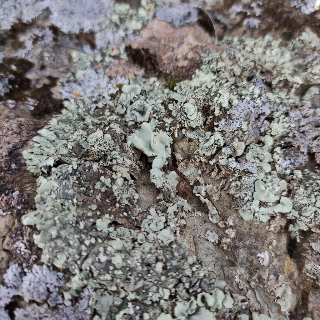 common lichens from Hurunui, NZ-CA, NZ on September 25, 2022 at 12:28 ...