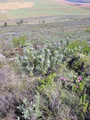 Leucospermum cuneiforme