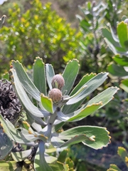 Leucospermum cuneiforme