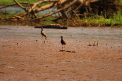 Jacana spinosa