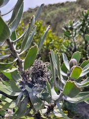 Leucospermum cuneiforme