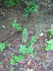 Artemisia manshurica