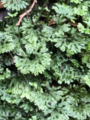 Hymenophyton flabellatum