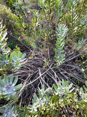Leucospermum cuneiforme