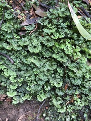 Hymenophyton flabellatum
