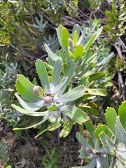 Leucospermum cuneiforme