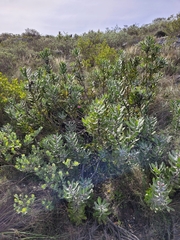 Leucospermum cuneiforme
