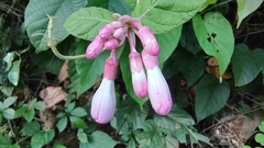 Amalocalyx microlobus
