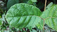 Amalocalyx microlobus