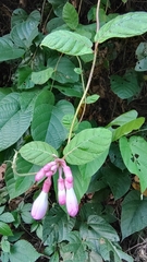 Amalocalyx microlobus