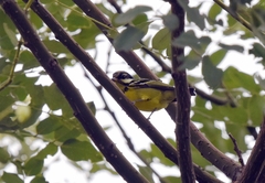 Periparus venustulus