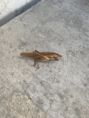 Neoconocephalus triops