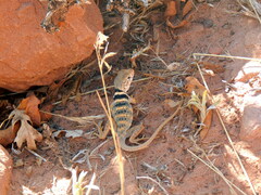 Crotaphytus bicinctores