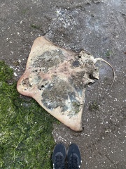 Myliobatis tenuicaudatus