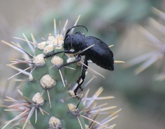 Moneilema armatum