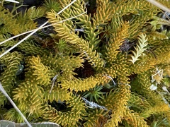Austrolycopodium fastigiatum
