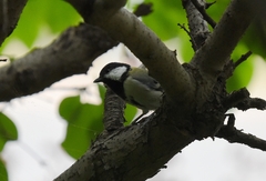 Parus minor