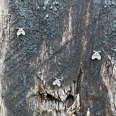 Clogmia