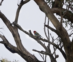 Platycercus eximius eximius