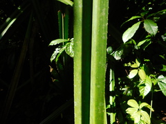 Pandanus