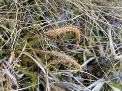Austrolycopodium fastigiatum