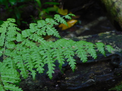 Pteris