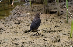 Turdus mandarinus