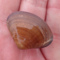 Tivela stultorum