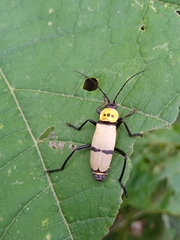 Chauliognathus nigrocinctus