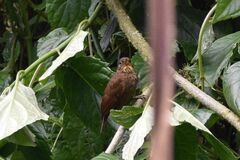 Syndactyla subalaris