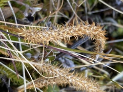 Austrolycopodium fastigiatum