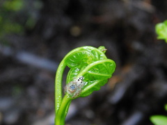Hyllus