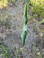 Eriospermum lanceifolium