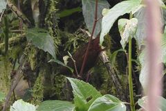 Syndactyla subalaris