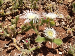 Mesembryanthemum crystallinum
