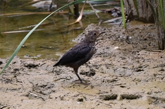 Turdus mandarinus