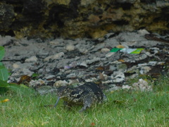 Varanus salvator bivittatus