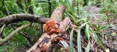 Tremella