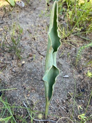 Eriospermum lanceifolium