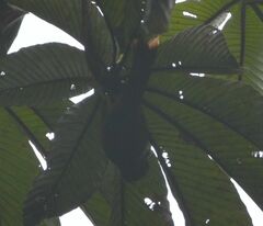 Anabacerthia