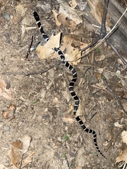 Lampropeltis californiae