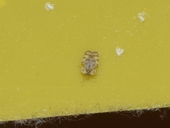 Corythucha marmorata