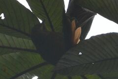 Anabacerthia