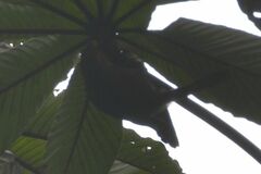 Anabacerthia