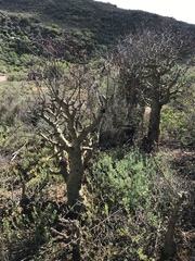 Tylecodon paniculatus