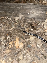 Lampropeltis californiae