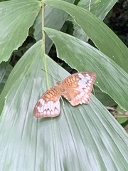 Tanaecia iapis puseda